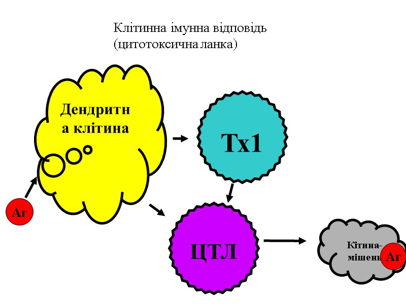 Дендритна клітина  Тх1 Аг  ЦТЛ  Клітинна імунна відповідь (цитотоксична ланка)
